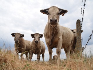 cows in a field