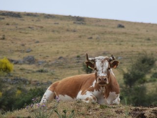 cow in field