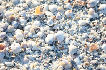 sea shells at the beach