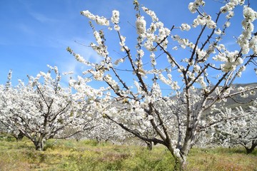 Fototapeta premium blooming cherry tree in spring