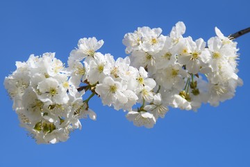 white flowers in spring