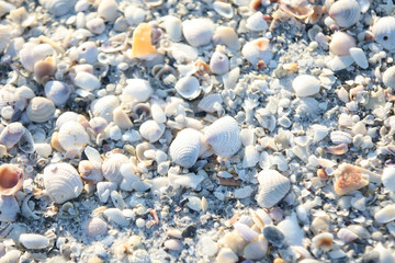 sea shells at the beach