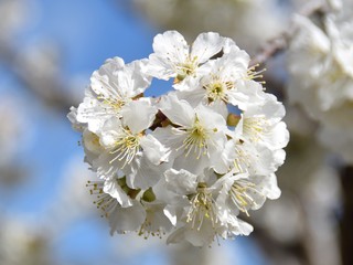 white flowers of cherry tree in spring