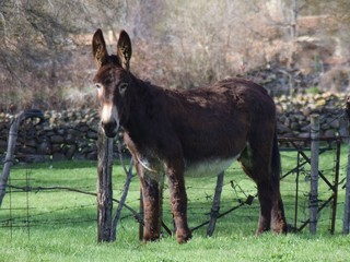 horse and foal