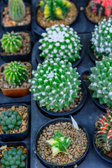Cactus flower in flower pot background