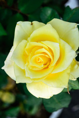 Single yellow rose background. Natural flower background