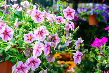 Fototapeta premium Colorful flower blossom blooming background