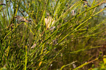 Natural Green Grass Background Image
