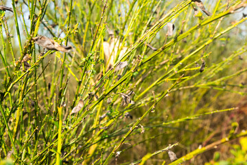 Natural Green Grass Background Image