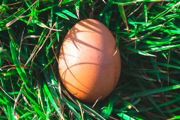 Top View Egg In Grass Background