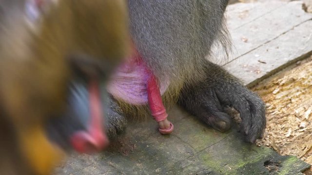 Mandrill (Mandrillux sphinx) urinating