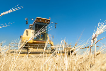 Fototapeta premium cosechadora trabajando en el campo en dia soleado con cielo azul.