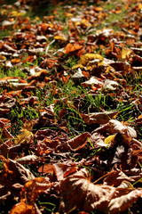 autumn leaves on ground