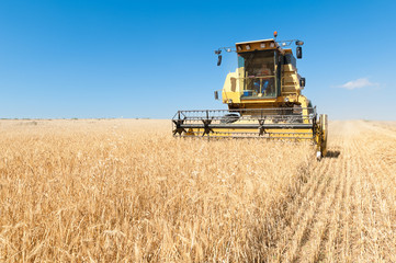Fototapeta premium cosechadora trabajando en el campo en dia soleado con cielo azul.