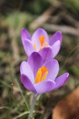 Crocus