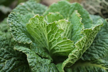 cabbage leaves