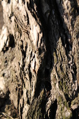 Tree Bark Texture