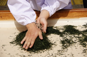 手揉み茶