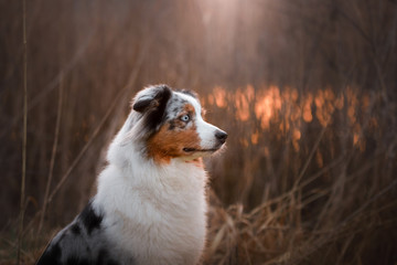 portrait of a dog at sunset. Pet on nature. Australian Shepherd Close Up