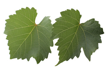 Fototapeta premium grape-leaf with clipping path isolated on white background.