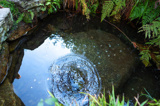 Springs of the Vltava river - source of Tepla Vltava in national park sumava