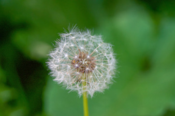 Close up on dandelion with blurry green background. 