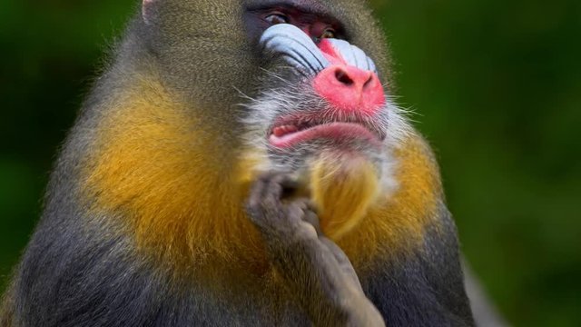 Mandrill (Mandrillus sphinx) scratching
