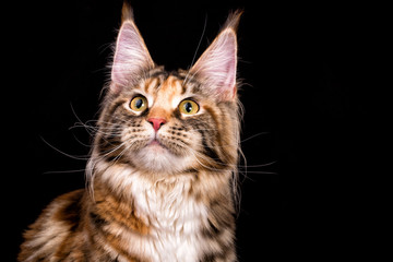 Big maine coon cat on black background, isolated, studio.