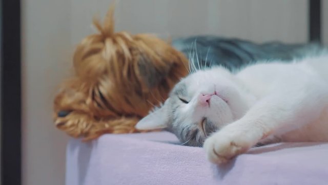 cat and a dog are sleeping lifestyle together funny video. cat and dog friendship indoors the sleeping at the feet of the owner. pet concept