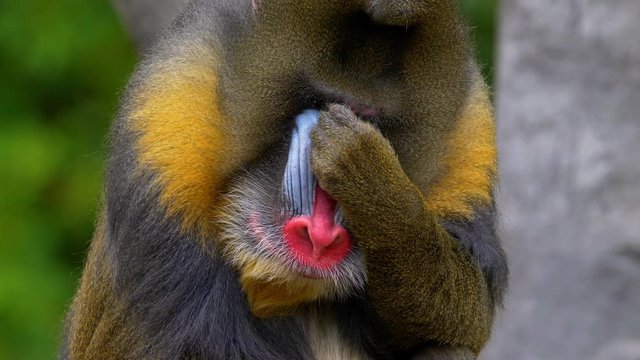 Mandrill (Mandrillux sphinx) facepalm