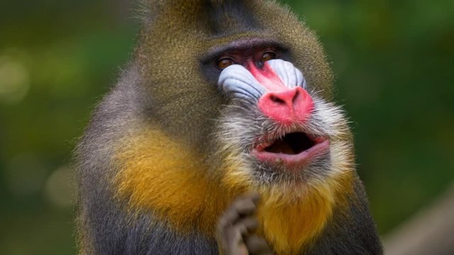 Mandrill scratching