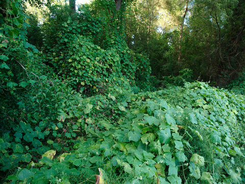 Kudzu, an invasive Japanese vine growing near the Mississippi river in Baton Rouge, Louisiana, USA