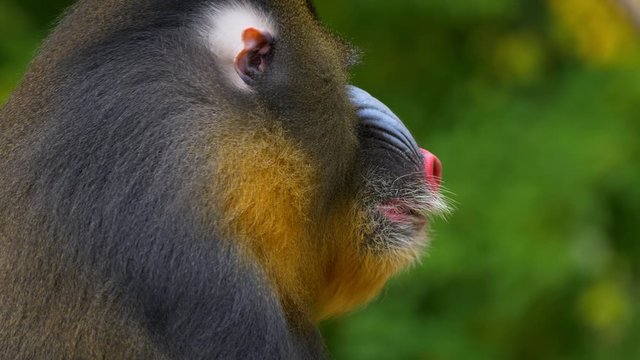 Mandrill (Mandrillus sphinx) chewing food