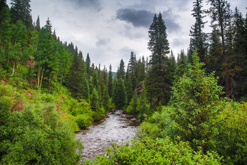 Fototapeta na wymiar Colorado Trout Fishing stream meandering into the forest