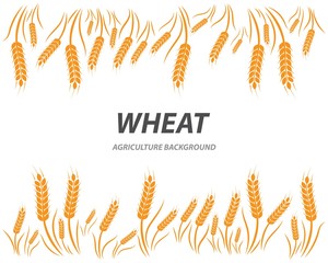 wheat background Template