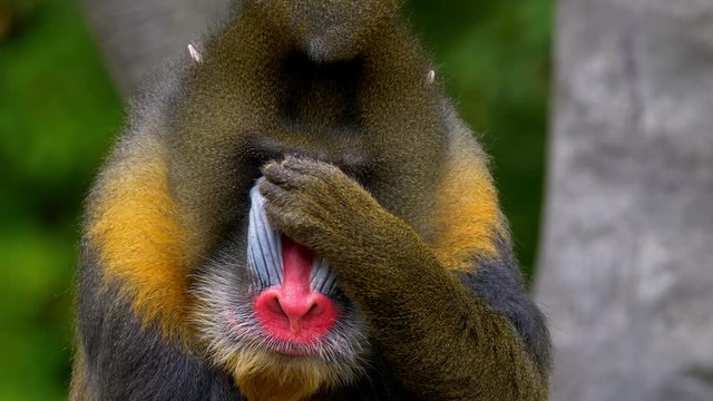 Mandrill (Mandrillux sphinx) facepalm