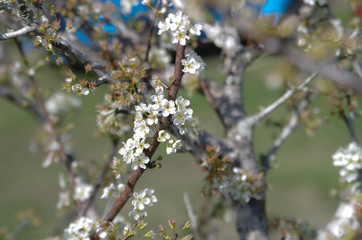 Plum tree blossoms