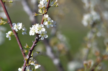 Plum tree blossoms - closeup