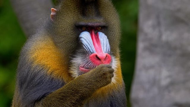 Mandrill (Mandrillus sphinx) chewing food