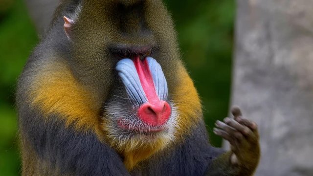 Mandrill (Mandrillux sphinx) hands