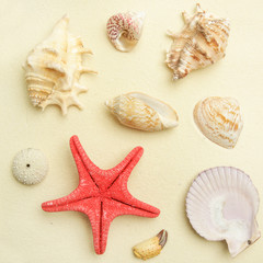 Top view of sandy background with red starfish and seashells.