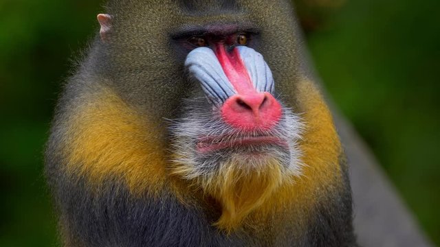 Mandrill (Mandrillux sphinx) portrait