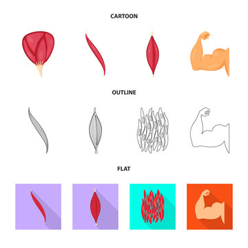 Vector design of fiber and muscular symbol. Set of fiber and body  vector icon for stock.