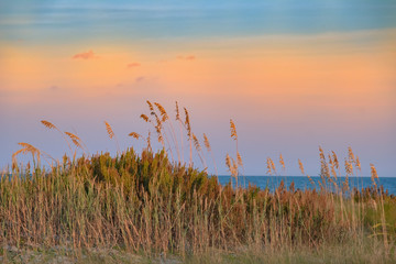 Sea Oats in the dunes at East Beach, St Simons Island, GA