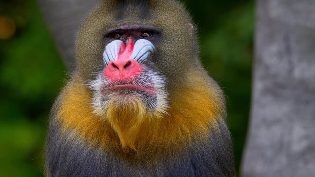 Mandrill portrait