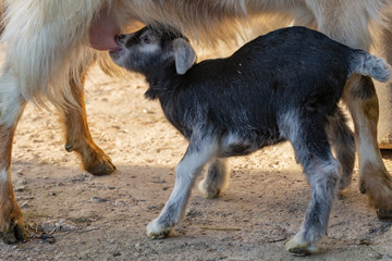 Little goatling suck the goat udder. Newborn goat gets acquainted with the outside world. Breeding and growing pets. Childhood goats in the household yard. 