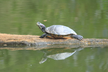 Obraz premium A turtle and reflection in Pantanal, Brazil