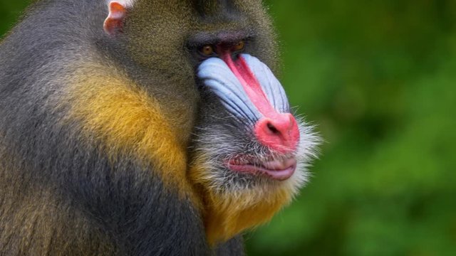 Mandrill (Mandrillux sphinx) yawning