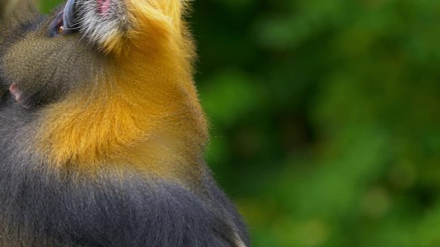 Mandrill (Mandrillux sphinx) yawning