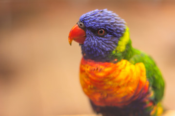 Rainbow Lorikeet